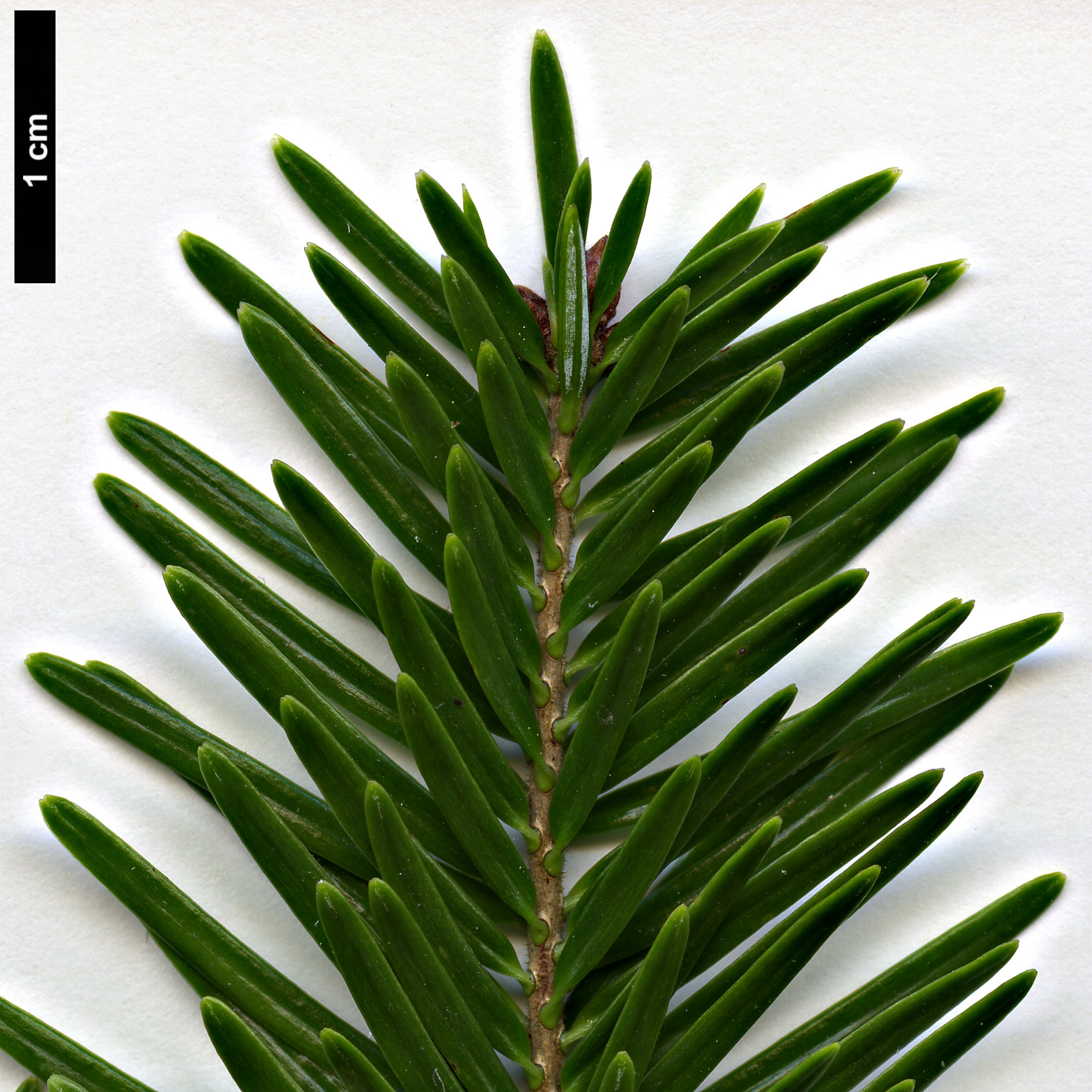 High resolution image: Family: Pinaceae - Genus: Abies - Taxon: ×borisii-regis × A.nordmanniana subsp. equi-trojani